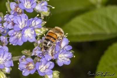 Honey Bee Spring 2023